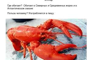 Лобстеры: образ жизни, полезные свойства и отличия от омаров