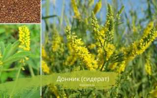 Зеленая редька: полезные свойства и особенности употребления уникального овоща