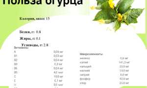 Cколько калорий в огурце свежем?