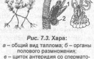 Водоросли