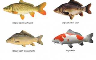 Сазан и карп